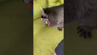 Буба не може дістати дзвіночок з іграшки #racoonbuba #racoon #raccoon