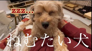 10分間眠気を我慢するミックス犬