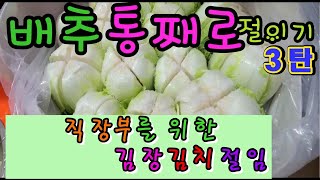 배추 통째로 절이기 3탄~직장부들을 위한 배추 20포기 통째로 절이기