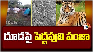 Tiger Hulchul in Dwaraka Tirumala | దూడపై పెద్దపులి పంజా | 10TV News