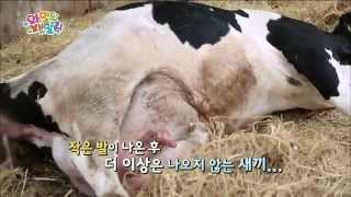 와일드 패밀리 - 얼룩소 행복이의 힘겨운 새끼 낳기! 아기 송아지와의 첫만남 20141128