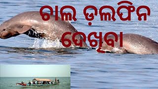 ଚାଲ ଦେଖିବା ଡ଼ଲଫିନ | ସାତପଡ଼ା  ଚିଲିକା | Suvendu kumar Vlogs 🐬🐬