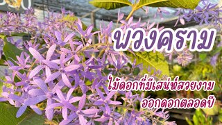 พวงคราม ไม้ดอกที่มีเสน่ห์สวยงาม ออกดอกตลอดปี By เจ Play Plant