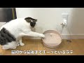 automatic water dispenser★touching moment for cat with kidney disease with subtitles