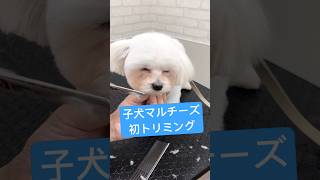 マルチーズの子犬ちゃんの初トリミング#マルチーズ #トリミング #かわいい #子犬 #shorts