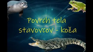 Biológia 7 ročník _ Povrch tela stavovcov - koža