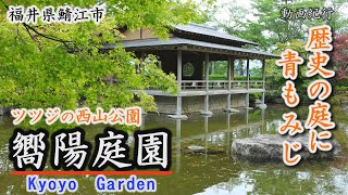 歴史の庭に青もみじ～嚮陽庭園（ツツジの名所・西山公園）～鯖江市【動画紀行・福井県】　Kyoyo Garden