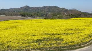 香川県の黄色い菜の花畑 おすすめ鑑賞スポット中山団地の風景 まんのう町