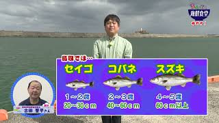 まんぷく海鮮食堂【ただいま修行中！】スズキ（2024年3月O.A.）