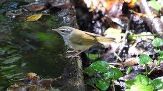 権現山バードサンクチュアリのエゾムシクイ　その１３（4K60P動画）