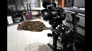 α7CIIとタムロン28-200mmとDJI RS4で猫さん試し撮り