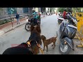 GoPro Footage | Truly a Gentle Giant | Max few street dogs and some locals | German Shepherd Dog