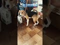 １１月６日の朝礼に参加するビーグル犬 犬 dog