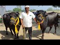 Top Quality Buffaloes of Shri Muktsar Sahib Punjab Available For Sale In Rahimabad, UP