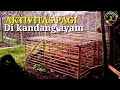 AKTIVITAS pagi di kandang ayam #perawatanayam