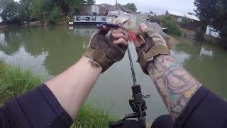 Perch,Pike,Zander on Grand Union Canal UK