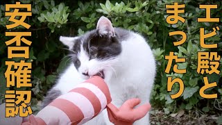 エビ殿と野良猫の安否確認