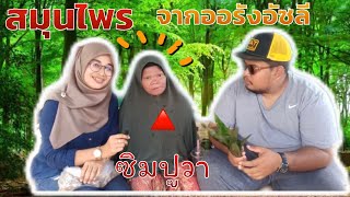 สมุนไพร ซาไก(ซีปูวา) -Herba Dari orangasli