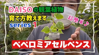 初心者でも簡単【DAISOの観葉植物】ぺぺロミアセルペンス教えます⤴︎