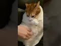 chonk cat with thumbs gets belly rubs and bites arm