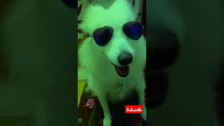 എങ്ങനെ ഉണ്ട് guys എന്റെ look 😎🐕🐶#dog #doglover #comedy #pet #shorts