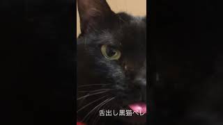 舌出し黒猫ペレちゃん