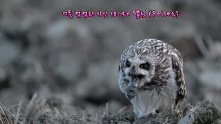 늦은시간까지 펠릿(Pellet) 해 준 쇠부엉이에 감사^^