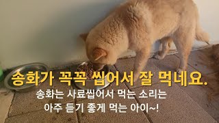 네둥이들 미우나 고우나 잘 먹이고 있습니다.