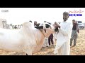 Today kot Mor Mandi Fatehjang Rate’s update 20Oct-2024-Part03Sunny Video Fateh Jang Cow Mandi 2024