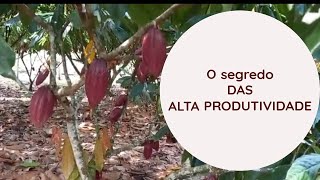 O segredo do Cacau de Alta Produtividade - Cacau da Bahia