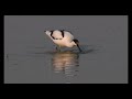 interesting facts about pied avocet by uncage the wild recurvirostra avosetta pied avocet