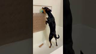 Miniature Pinscher Mia returned for the toy in the bathtub🏈#Shorts #short #shortvideo #pinscher#dog