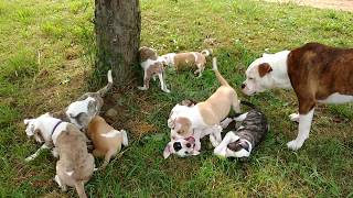 Alapaha Blue Blood Bulldog Puppies 8 weeks old, Dogs, Playing \u0026 Socializing with Chickens.