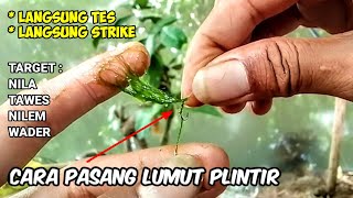 cara pasang lumut biar ga mudah lepas || target : ikan nila, wader, nilem, tawes sirip merah