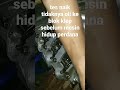 tes naik nya oli ke celinderkop sebelum mesin dinyalakan perdana habis turun mesi @simamangtea