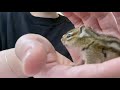 【シマリス】赤ちゃんシマリスの一日 baby chipmunk s day