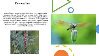 Beneficial Insect of the Week: Dragonfly