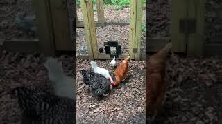 4 week old chicks demonstrating panic doors impact on integration - safely testing flock boundaries