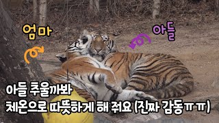 ★에버랜드 한국호랑이★ 모성애 끝판왕 건곤이를 만날 수 있는 순간! 태범이 추울까봐 체온으로 감싸줘요