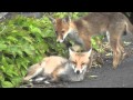 Two fox cubs in London Garden