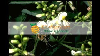 Sophora Japonica extracts, Rutin, Sophora japonica flower dry extracts,benefits, production 2018