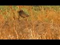 black francolin s calling in early morning