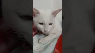 বিল্লু খুব অলস 😅..#cat #catvideos #viralvideo #catsleeping #kitten #billucat #billucomedy