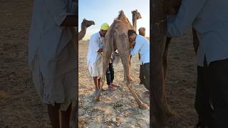 நீங்க ஒட்டக பால் குடுச்சி இருக்கிங்களா ?😋🥛🤯🤯Camel milk in Rajasthan #tamil #tamilshorts #travel