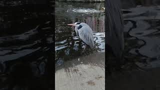 今日のアオサギ🐦20230218⑩（blue heron）#Shorts