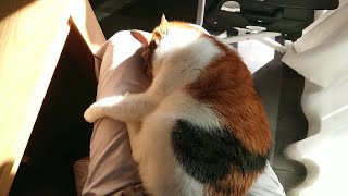 主人の膝の上でごめん寝する三毛猫