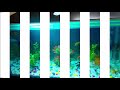 aquarium goldfish and turtle tank 2.5ft aquarium decoration ideas