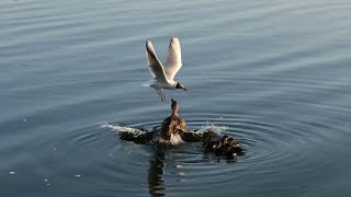 УТКА С УТЯТАМИ (БОЙ ПРОТИВ ЧАЙКИ) / Duck vs Seagull (battle)