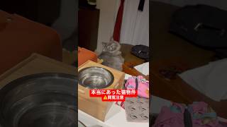 本当にあった猫物件 #cat #shorts #怖い話