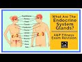 What are the endocrine system glands?